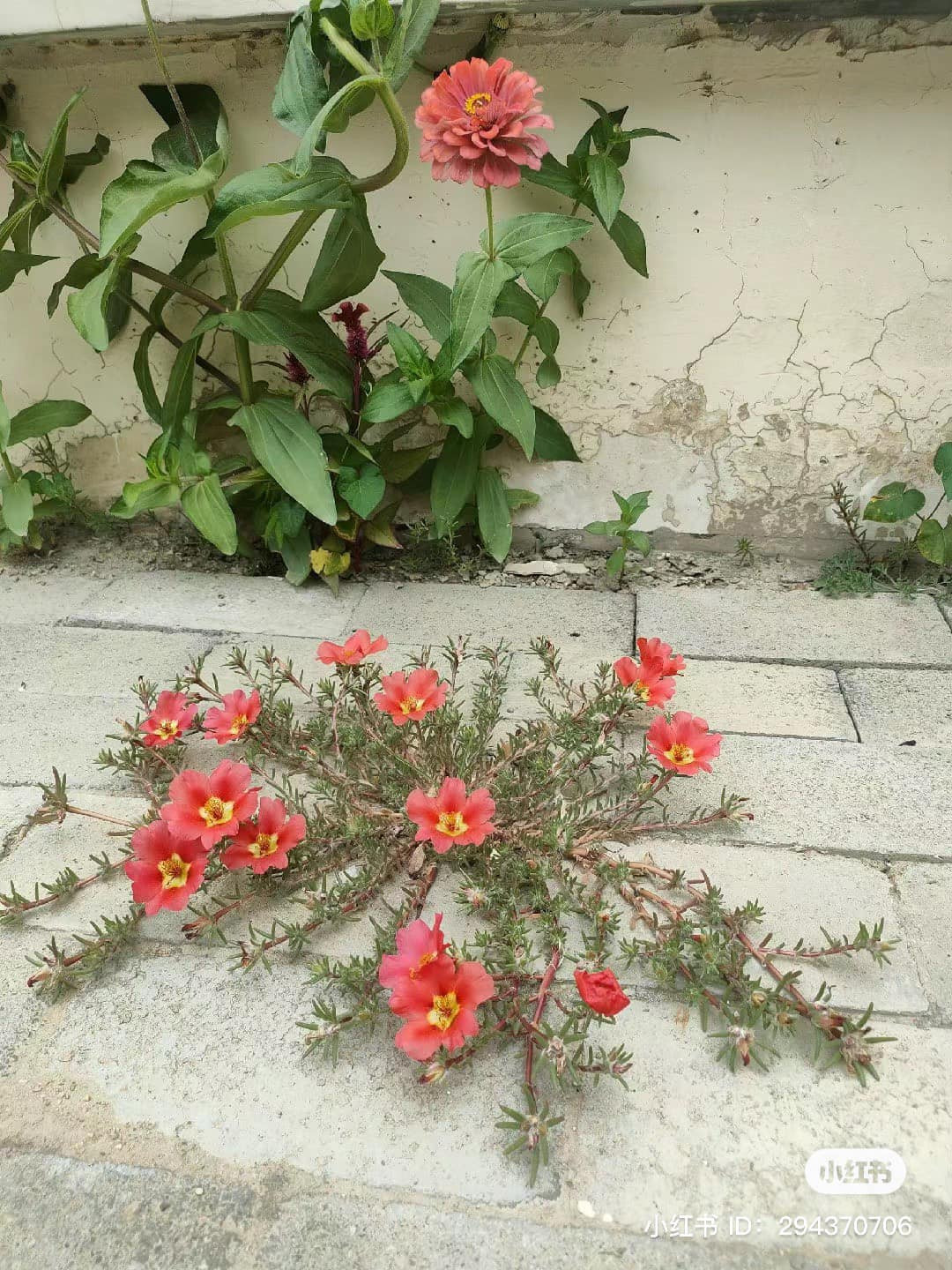 Những bông hoa có ý chí kiên cường nhất là đây.