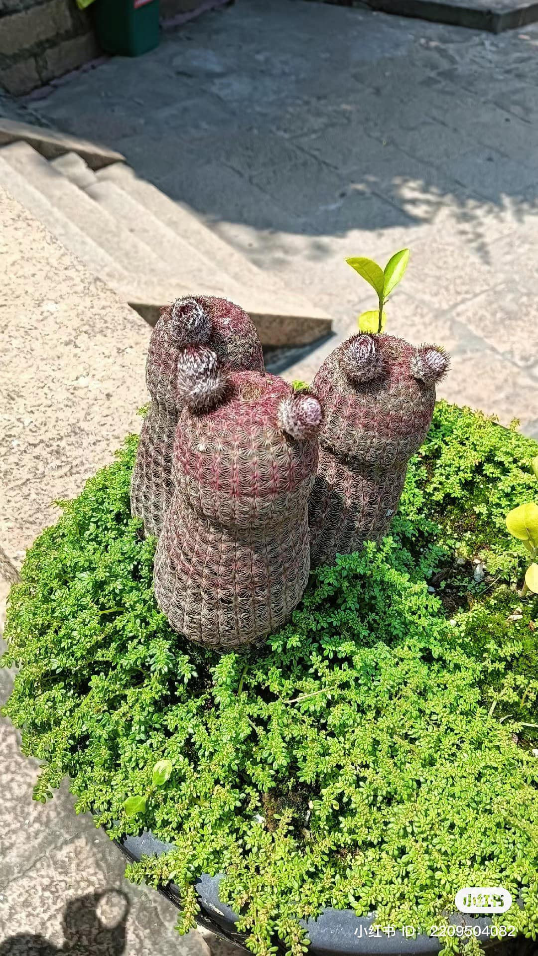 Cứ ngỡ như 3 chú gấu tính hon đang chuyện trò thủ thỉ bên cạnh nhau.