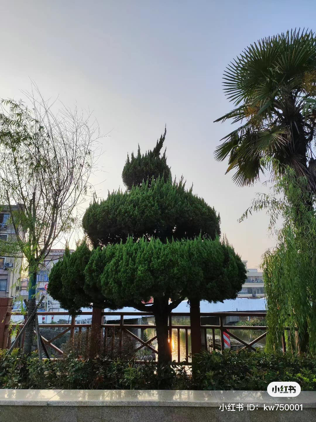 Cái cây này không được cắt tỉa nhưng có hình thù thật thú vị.