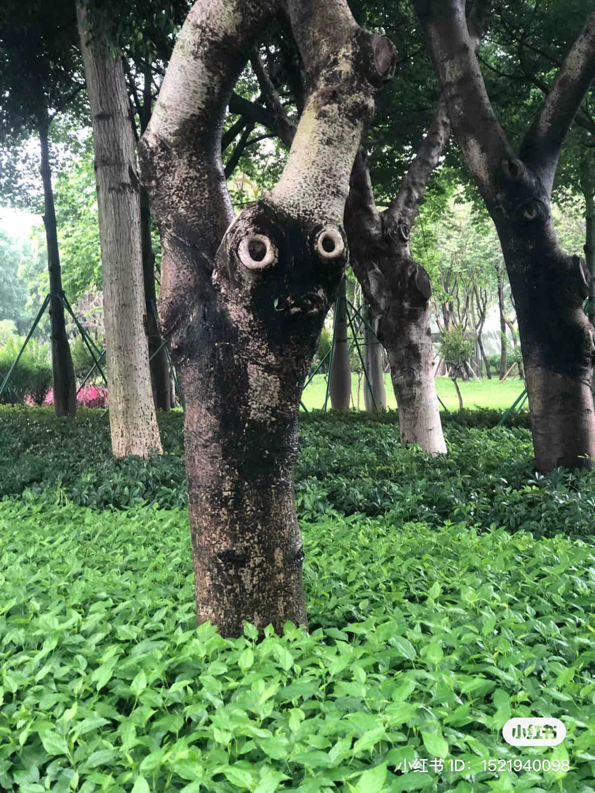 Cứ ngỡ như có một gương mặt đang nhìn chằm chằm.