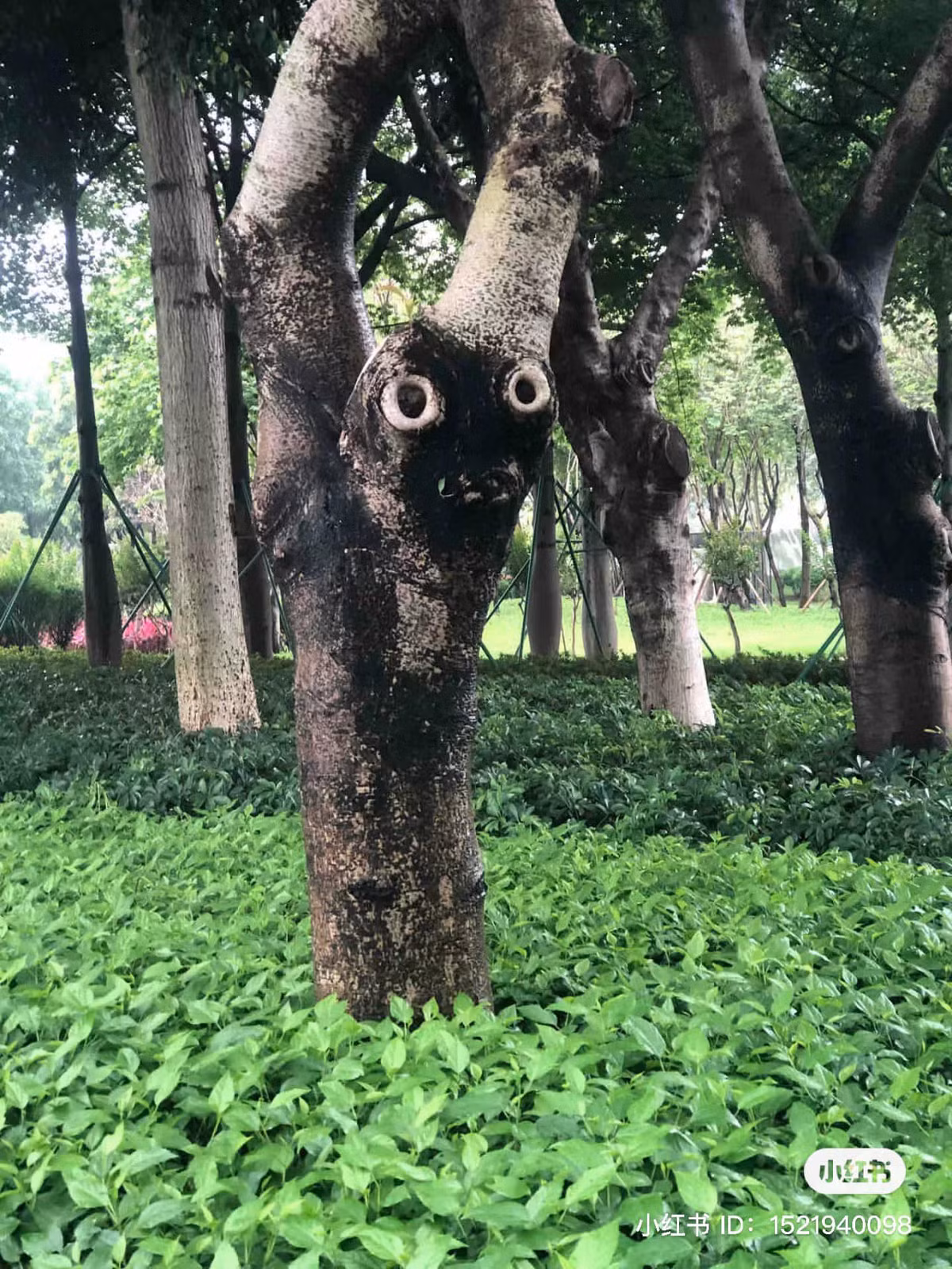 Cứ ngỡ như có một gương mặt đang nhìn chằm chằm.