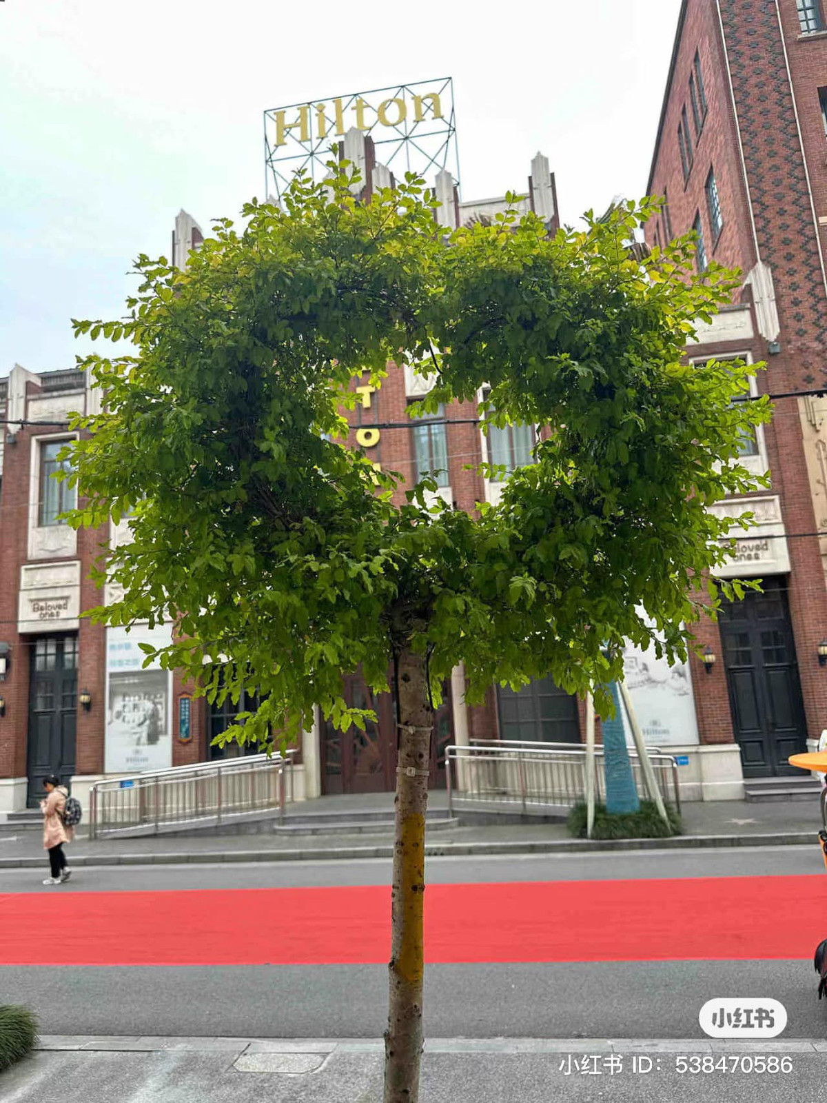 Cái cây này chẳng hề được uốn nắn bởi một nghệ nhân cây cảnh nào cả, thế nhưng vẫn có hình thù hết sức đáng yêu.