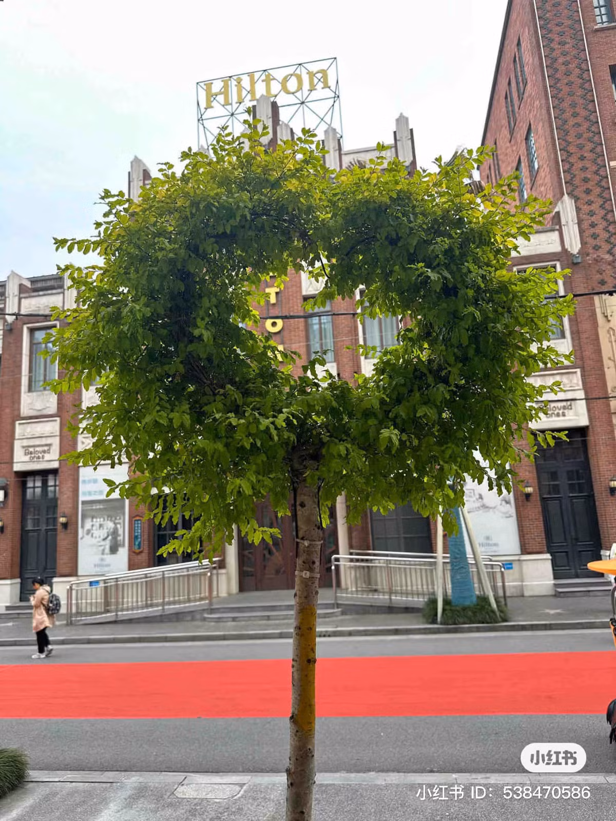 Cái cây này chẳng hề được uốn nắn bởi một nghệ nhân cây cảnh nào cả, thế nhưng vẫn có hình thù hết sức đáng yêu.