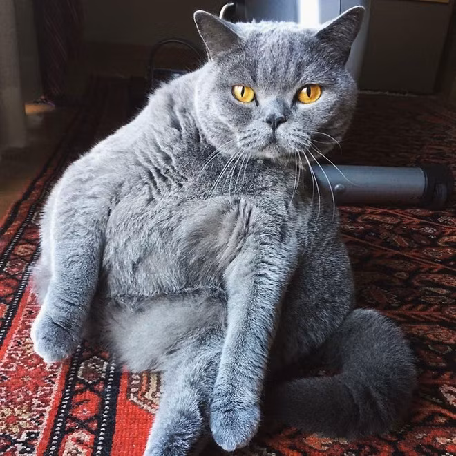 Khác với vẻ ngoài luôn ngơ ngác và thân hình tròn trịa nặng nề, Pitoe khiến mọi người trong gia đình Marie ngạc nhiên khi rất hiếu động, vui tươi dù cũng có những ngày "khó ở", không chịu ăn hoặc hay hất đổ bát nước của mình. Mỗi khi nhà có khách, Pitoe thường tiến đến gần họ, nằm xuống gần chân khách để đợi được vuốt ve.