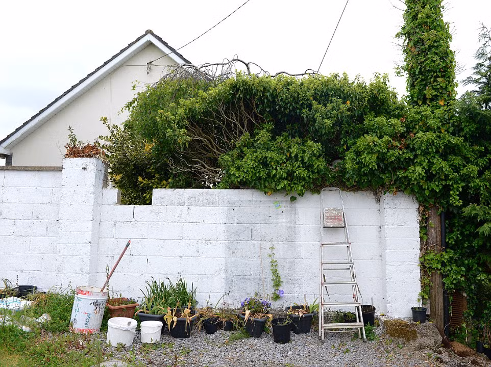 Góc vườn nơi mèo mẹ sinh con trên tổ chim.