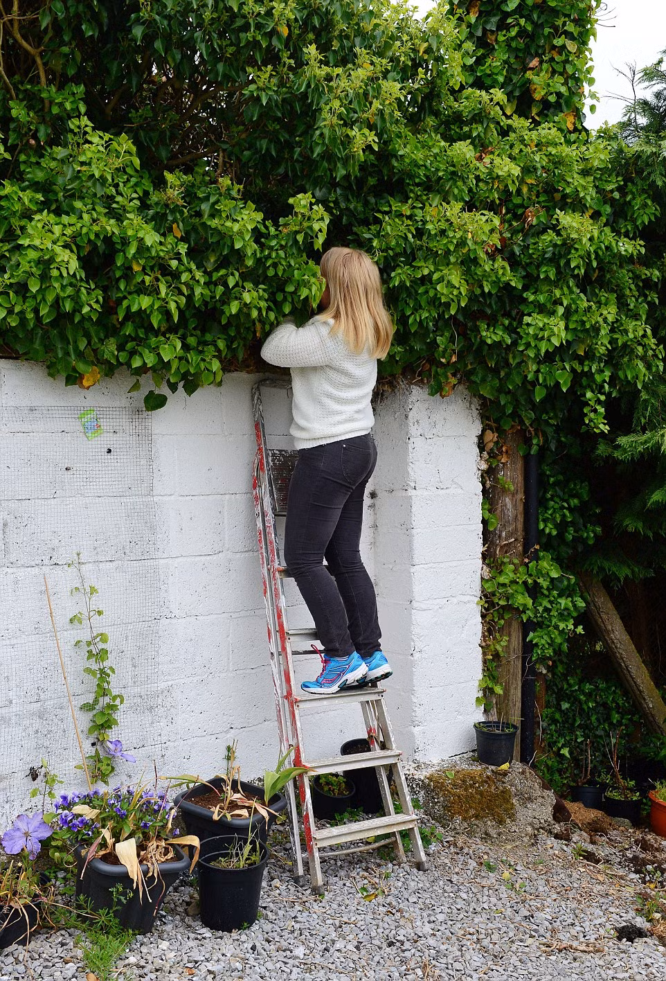 Hiện mèo mẹ cùng đàn con mới sinh vẫn ở lại trên tổ chim trong vườn của ông bà Henry.