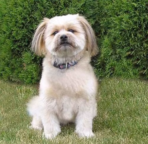 Shiranians hay còn gọi là Shih-poms hay Pom-Tzus là một giống chó lai giữa hai dòng chó Pomeranians và Shih Tzus, trọng lượng cơ thể trung bình là 2,26kg. Những con chó này có tính cách vui vẻ, dễ thương, là vật nuôi tuyệt vời trong gia đình.