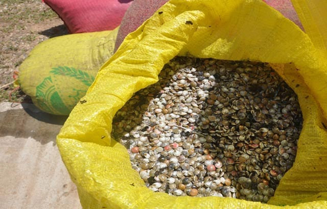 Quang Ngai: Ngu dan di cao “loc bien” nua ngay da kiem ca chi vang-Hinh-2