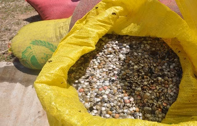 Quang Ngai: Ngu dan di cao “loc bien” nua ngay da kiem ca chi vang-Hinh-2