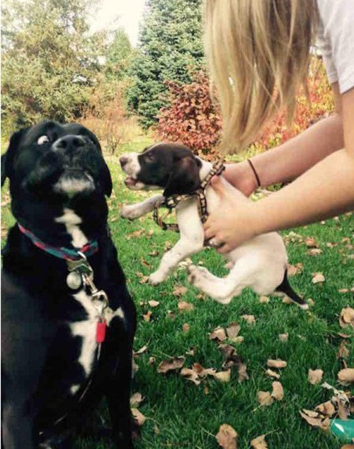 Trời ơi! Con vật gì mà bé tý lại sủa ác vậy?