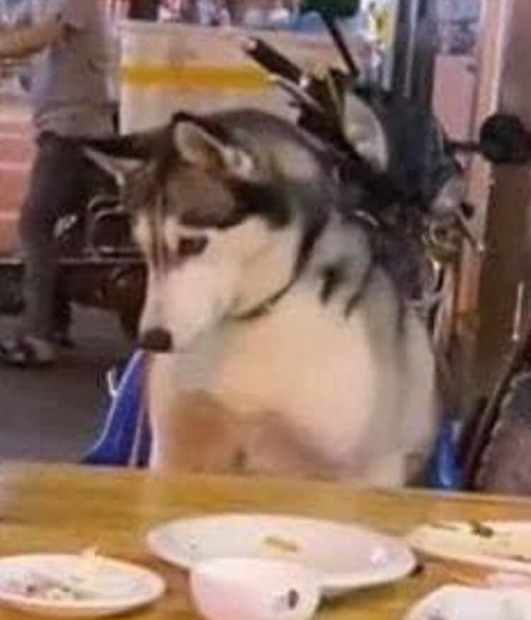 Sau khi gây ra tội lỗi, chú chó Husky không những không hối cải mà còn tỏ vẻ khuôn mặt ngây thơ như thể không biết gì.