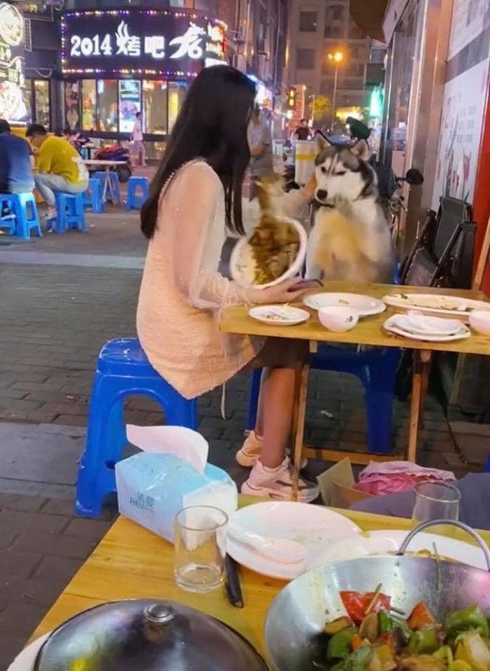 Trở mặt như trở bàn tay, dù được cho ăn thế nhưng chú chó này vẫn ra sức "phản bội" cô gái trẻ.