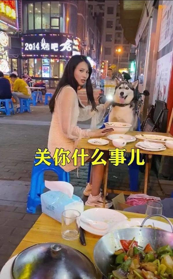Chuyện là chú chó Husky được chủ dẫn đi ăn hàng, nhưng đến nơi thì "đại boss" nghịch ngợm không chịu ngồi im, đòi lê la sang tận bàn bên có một cô gái trẻ. Chủ nó đã cảnh báo cô gái nên cẩn thận khéo gặp nguy hiểm nhưng cô phớt lờ bằng vẻ mặt nhăn nhó.