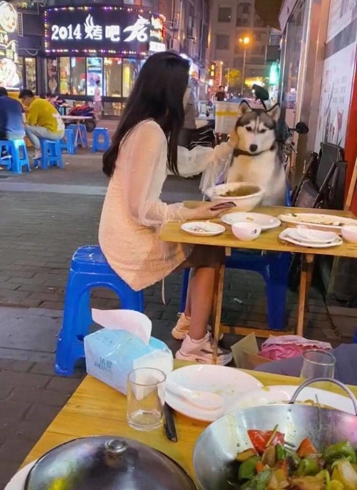 Được cô gái xinh đẹp đút cho ăn, thế nhưng chú Husky này lại giở trò nhanh chóng sau đó bằng một cái hất chân làm đổ ụp bát mì lên chiếc váy trắng tinh của cô gái.