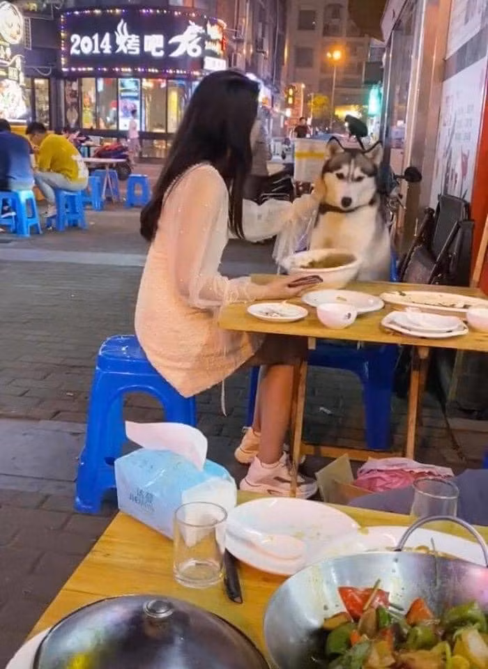Được cô gái xinh đẹp đút cho ăn, thế nhưng chú Husky này lại giở trò nhanh chóng sau đó bằng một cái hất chân làm đổ ụp bát mì lên chiếc váy trắng tinh của cô gái.