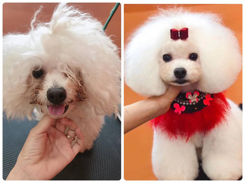 Tìm hiểu kỹ ra mới thấy, những năm gần đây, nhu cầu về spa, làm đẹp và chăm sóc thú cưng của người dân ngày càng cao. - Ảnh: Kimi Pet.