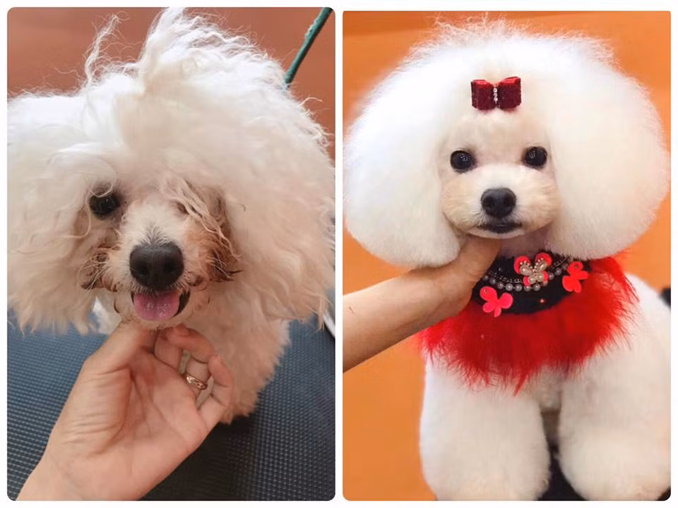 Tìm hiểu kỹ ra mới thấy, những năm gần đây, nhu cầu về spa, làm đẹp và chăm sóc thú cưng của người dân ngày càng cao. - Ảnh: Kimi Pet.