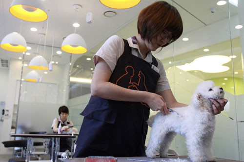 Gần đây, các cơ sở spa cho thú cưng đua nhau mọc lên với đủ loại quy mô từ lớn đến nhỏ, phục cụ các "em" từ cắt tỉa lông, gội sấy cho đến chăm sóc móng các kiểu.