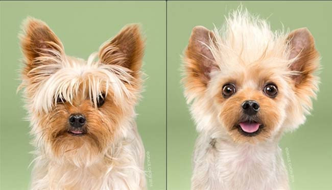 Chia sẻ từ 1 nhân viên đã theo nghề cắt lông cho chó mèo được 2 năm, T.P cho biết: "Các bạn chưa đi làm thì chưa biết được những vất vả của nghề này đâu. Mình làm được 2 năm rồi và trên người có không biết bao nhiêu vết xước, vết sẹo do các em cún hiếu động để lại, hơn nữa làm không cẩn thận mà để các em bị thương thì ngay lập tức sẽ bị chủ của các em mắng nhiếc bắt đền, cũng nhiều lúc mệt mỏi lắm." - Ảnh: petcity.