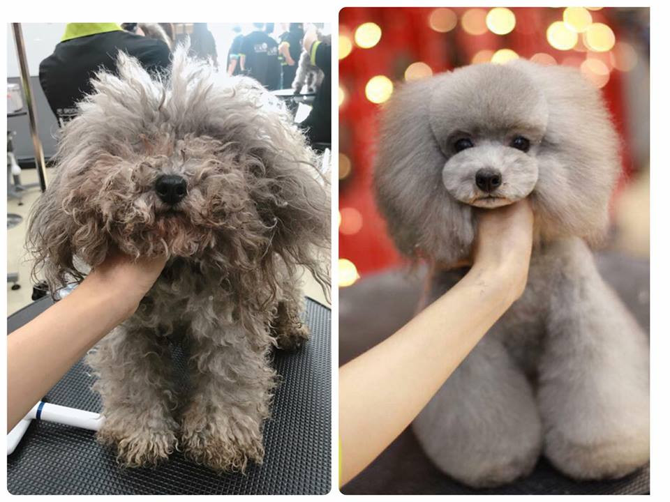 Câu hỏi đặt ra, tại sao nghề "cắt tỉa lông chó" lại mang lại mức thu nhập khủng tới vậy? - Ảnh: Kimi Pet