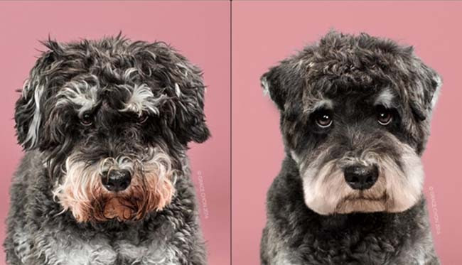 Trước những thông tin này, Nickname M.P cho rằng "Có lẽ lên suy nghĩ lại về việc học đại học, có tốn 4 năm nữa mai sau đi làm lương có khi cũng không cao bằng việc cắt lông cho chó mèo".