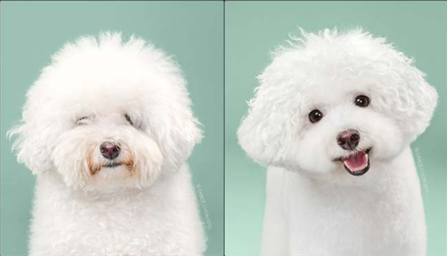 Các cơ sở spa cho pet mọc lên như nấm sau mưa với đủ loại quy mô từ lớn đến nhỏ, phục cụ các em từ cắt tỉa lông, gội sấy cho đến chăm sóc móng các kiểu. Tất cả đều được thực hiện một cách có quy trình với thái độ cực kỳ nâng niu của các nhân viên dành cho các "bạn nhỏ".