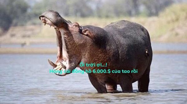 Dù đã bị xử phạt, nhưng chị Hiền vẫn bị cộng đồng mạng chỉ trích gay gắt sau sự việc vừa rồi. Ảnh: tiin.vn