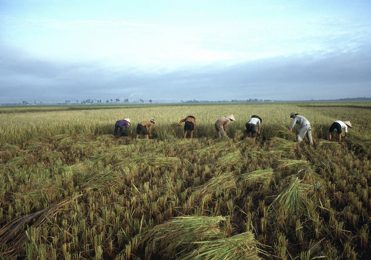 Cảnh gặt lúa sớm khiến nhiều người thuộc thế hệ 8x trở về trước rưng rưng.
