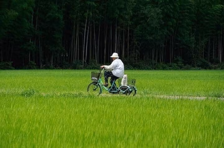 Bà cụ còn chở chú mèo yêu quý đi dạo, đi hóng mát đó đây.