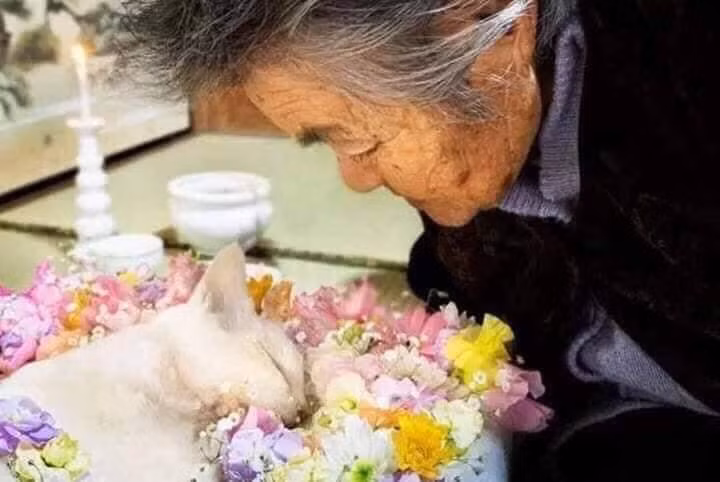 Tuy nhiên tuổi thọ của loài mèo ngắn hạn, chú mèo Fukumaru đã qua đời 11 tuổi. Khoảnh khắc cụ bà lặng người ngắm nhìn "người bạn" của mình khiến nhiều người không cầm nổi nước mắt.