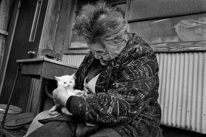 Hình ảnh chú mèo ngày còn bé tí..