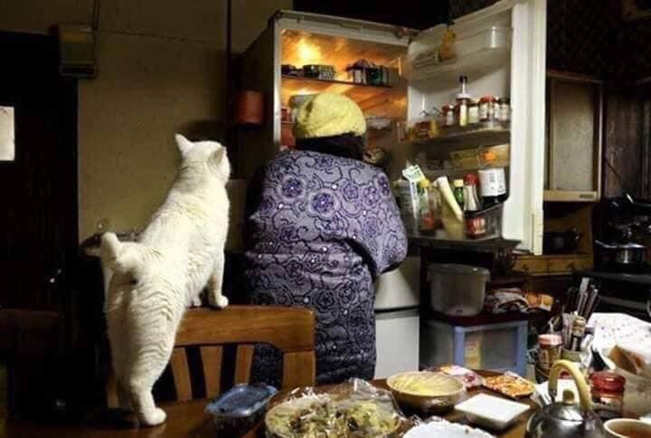 Giống như nhiều người già khác ở Nhật, phần lớn thời gian, bà cụ Misao sống một mình cùng với mèo Fukumaru, các con cháu của bà đều bận rộn với cuộc sống riêng, chỉ thi thoảng quay trở về thăm bà.