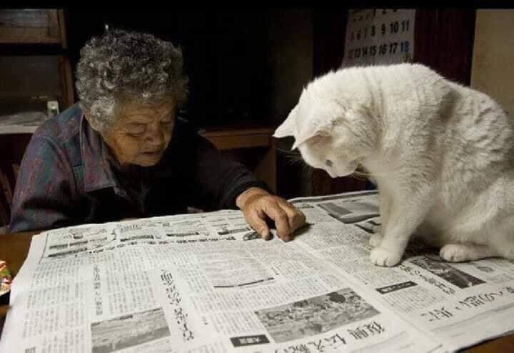 Chú mèo Fukumaru có bộ lông trắng muốt, điều đặc biệt chú ta sở hữu đôi mắt 2 màu 1 nâu vàng, 1 xanh ấn tượng.