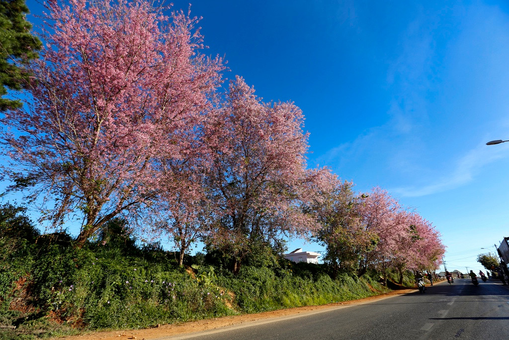  Đà Lạt từ lâu đã là điểm đến được nhiều người mê du lịch yêu thích bởi khí hậu mát mẻ quanh năm, mùa nào cũng đầy những sắc hoa vô cùng tươi đẹp. Đến với thành phố này, khách du lịch còn được "sống ảo" thả ga mà không cần lo lắng thiếu nơi chụp.