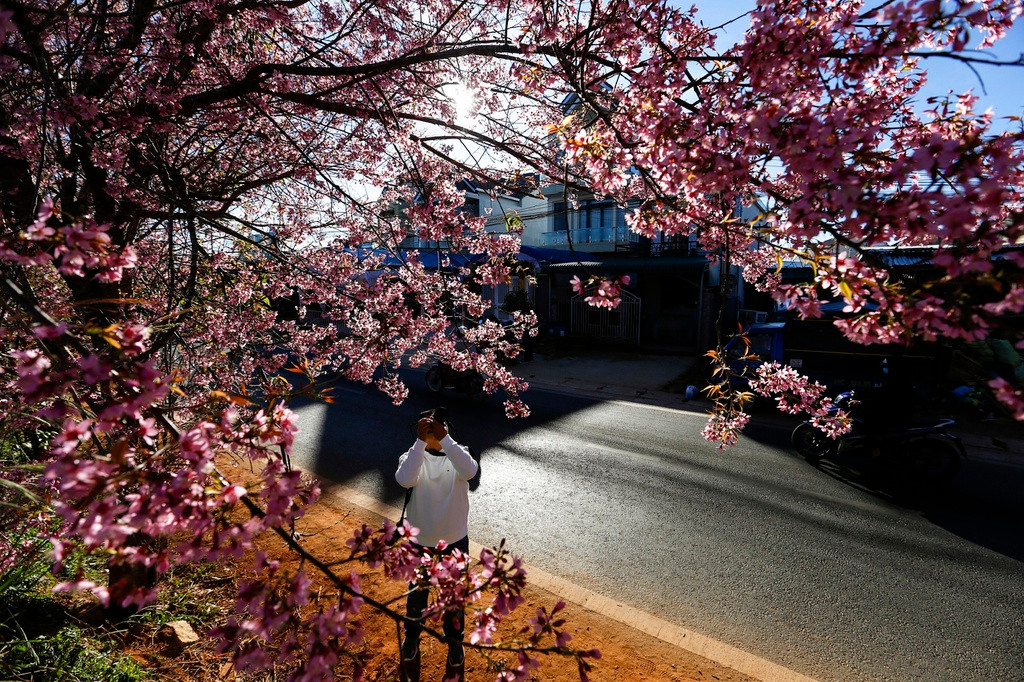 Thời điểm thích hợp nhất để chụp ảnh cùng mai anh đào là sáng sớm (6h30-8h) và trước khi mặt trời lặn (15h-17h30), những khoảng thời gian mặt trời nắng không gắt và chiếu xiên làm nổi bật sắc màu rực rỡ của mai anh đào.