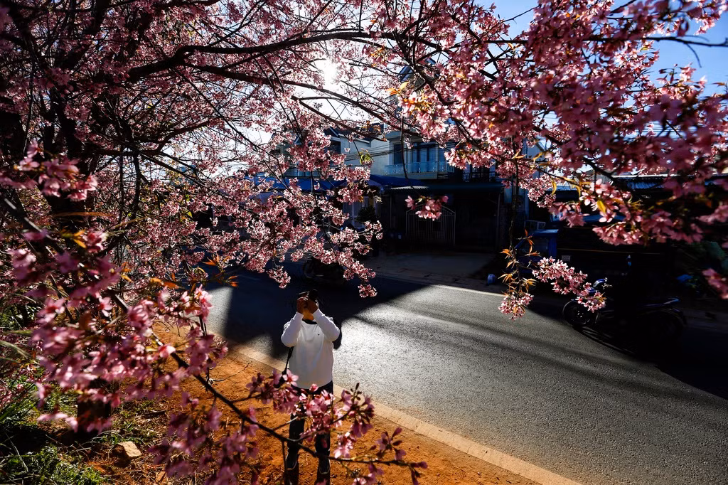 Thời điểm thích hợp nhất để chụp ảnh cùng mai anh đào là sáng sớm (6h30-8h) và trước khi mặt trời lặn (15h-17h30), những khoảng thời gian mặt trời nắng không gắt và chiếu xiên làm nổi bật sắc màu rực rỡ của mai anh đào.