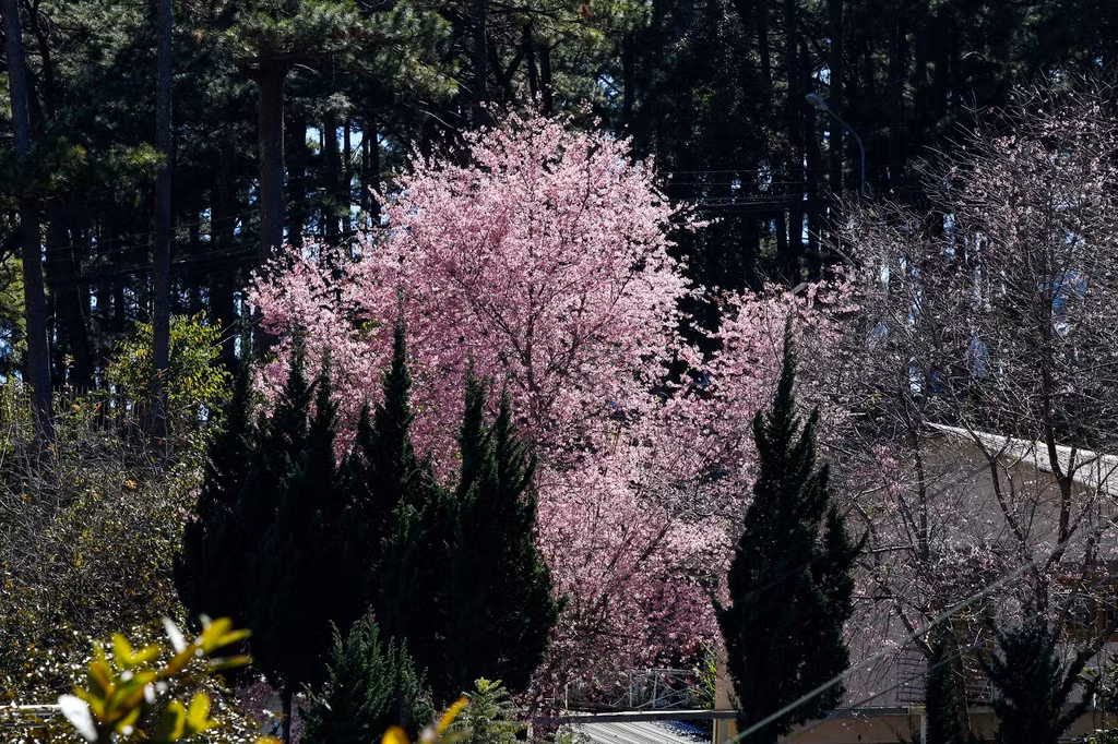 Núi rừng Đà Lạt cũng được nhuộm hồng sắc hoa mai anh đào vào thời điểm này.