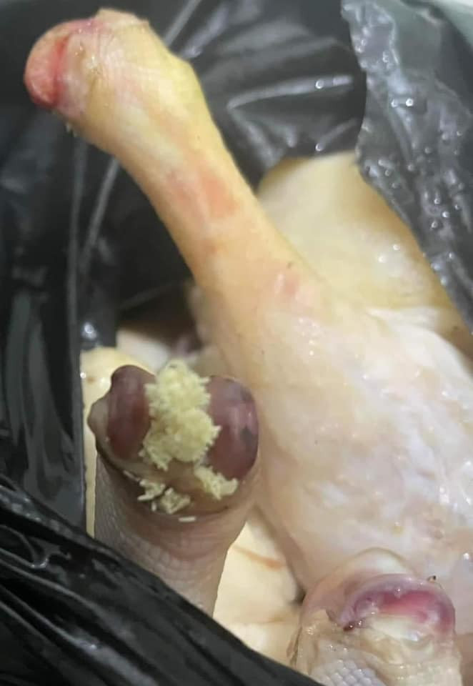 Hình ảnh quy trình bảo quản của một quán nhỏ bán vịt quay, chân giò tại Đông Triều, Quảng Ninh đang được lan truyền mạnh mẽ trên MXH thu hút rất nhiều sự quan tâm của netizen. Theo đó, hàng loạt con vịt sau khi được làm thịt không hề được cấp đông mà để trong một túi bóng đen, có dấu hiệu thối rữa.