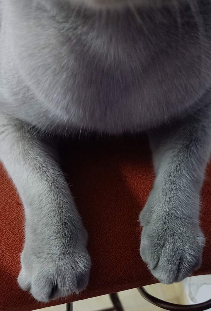 Bộ lông đổi màu "nước cống" thay vì màu trắng muốt như trước, gương mặt phờ phạc, thân hình lép kẹp gầy gõ thấy rõ.