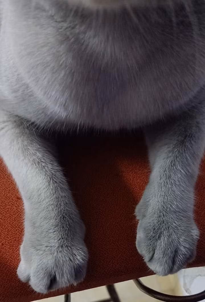 Bộ lông đổi màu "nước cống" thay vì màu trắng muốt như trước, gương mặt phờ phạc, thân hình lép kẹp gầy gõ thấy rõ.