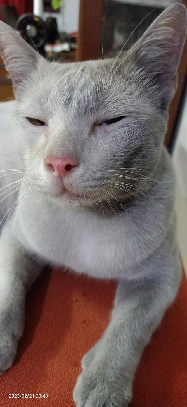 Để rồi đây là kết quả mấy ngày sau khi chú mèo này trở về.