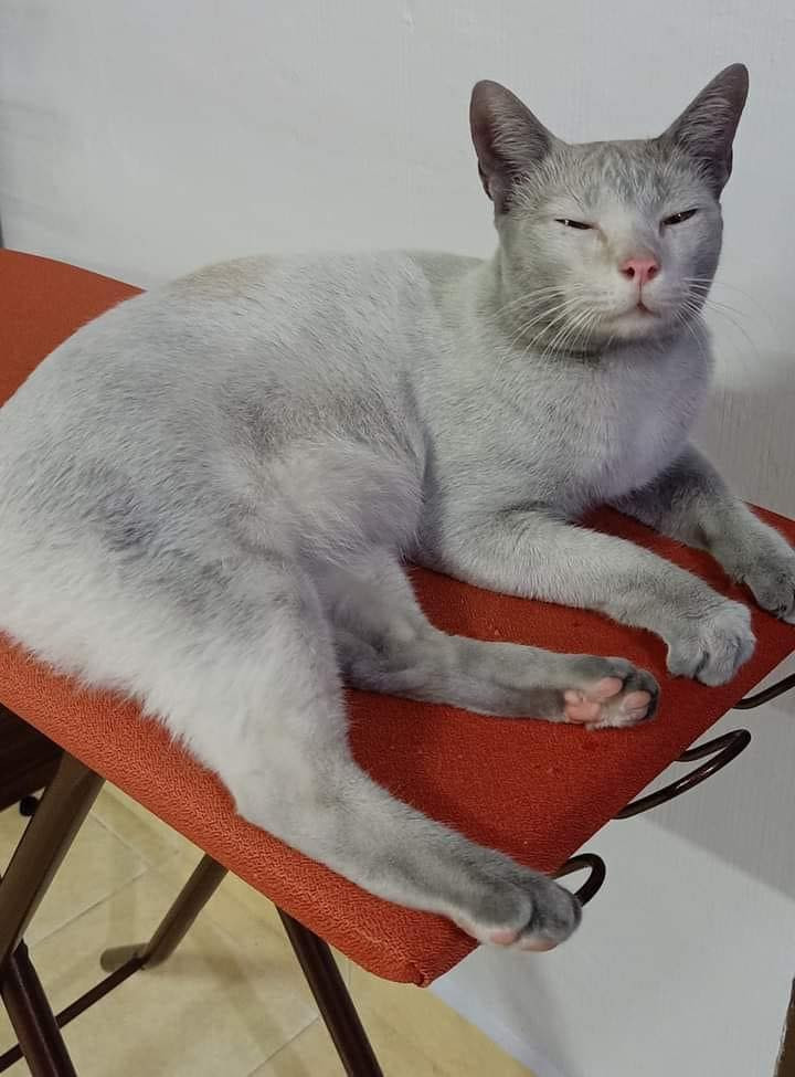 Và có vẻ như "sướng quá hóa rồ", mèo ta quyết định "bỏ nhà đi bụi", sống một cuộc sống tự lập, không cậy nhờ vào ai.