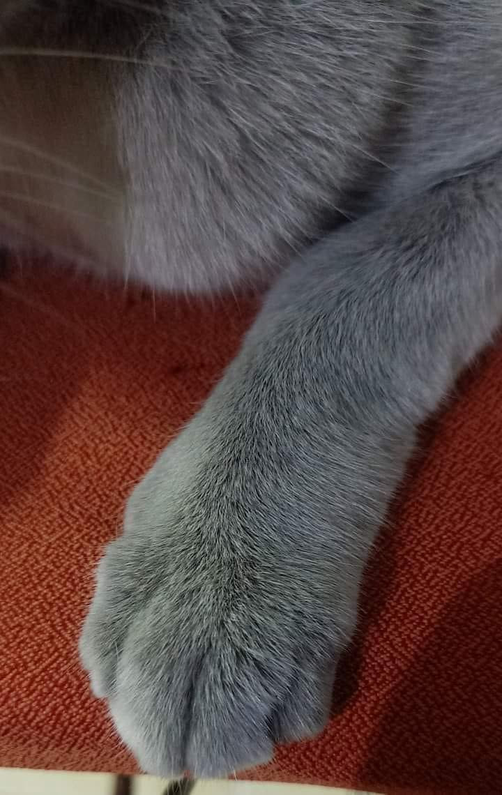 Nhiều người bày tỏ không nhịn nổi cười trước hình ảnh này của chú mèo: "Thế này thì về ngoan luôn, biết thế nào là giang hồ hiểm ác nhé con", "không nhịn nổi cười, haha này thì bày đặt bỏ nhà đi bụi".