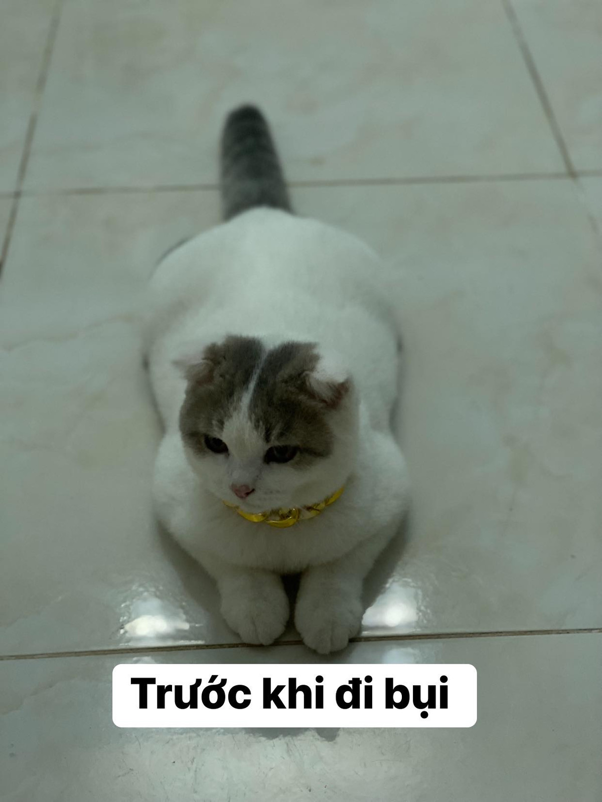 Hay một trường hợp khác, trước khi đi bụi chú mèo mập mạp, đủ biết được cưng chiều như thế nào.