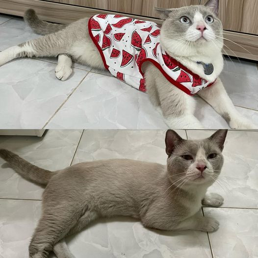 Ở phần bình luận, rất nhiều người cũng đã chia sẻ những hình ảnh tương tự của chú mèo nhà mình, cũng là một "báo thủ" không kém chú mèo nói trên.