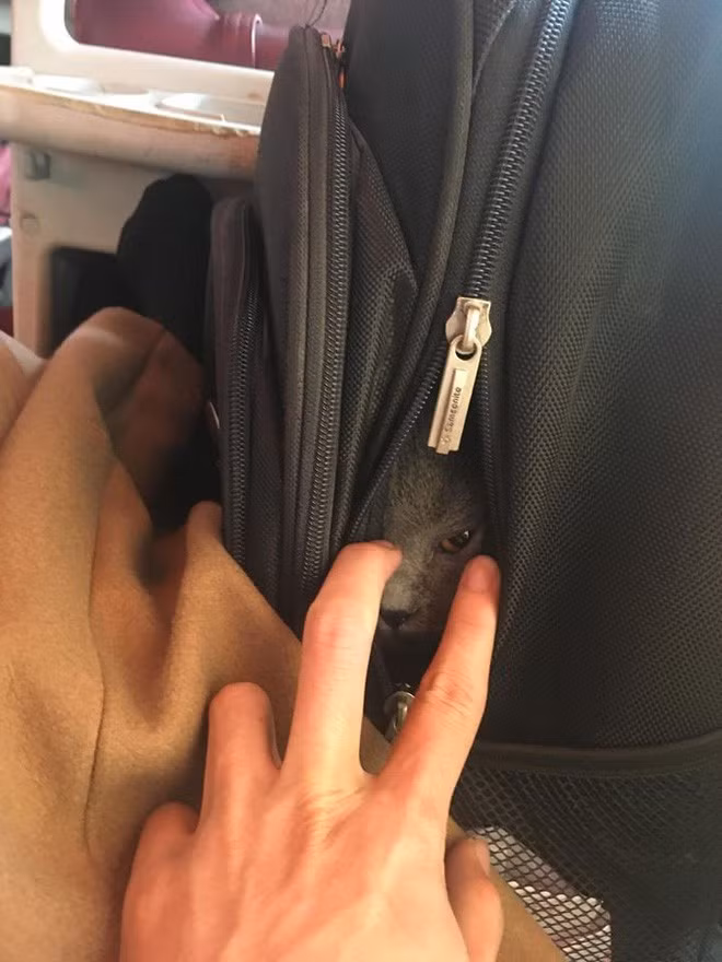 Đối với mèo, loài ít kêu và hiếu động hơn chó thì nhiều người lựa chọn cách nhét vào balo, trốn phụ xe để đưa boss về cùng. Trông mặt chú mèo hờn dỗi thế này là biết bên trong chật chội, khó thở thế nào rồi.