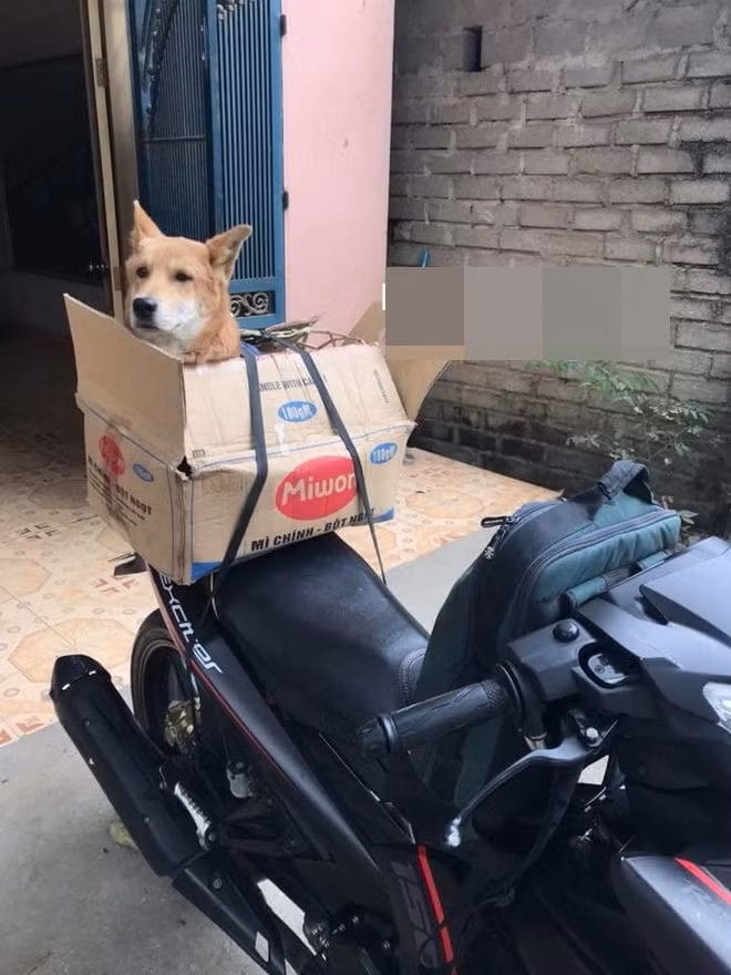 Nếu quê gần, nhiều người chọn cách nhét boss vào thùng, hộp xốp rồi cố định bằng dây trên xe máy để chở về. Trông mặt boss về quê ăn Tết mà đến tội thế kia.