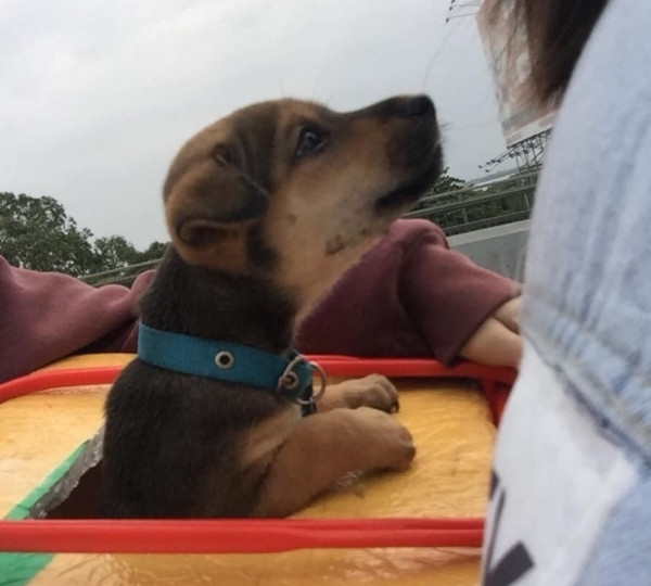 Mỗi năm tết đến, vấn đề làm thế nào để đưa boss về quê ăn Tết hay khi quay trở lại thành phố ra sao khiến nhiều con sen phải vò đầu bứt tóc vì quá nan giải. Nhiều hãng xe khách không đồng ý việc đưa thú cưng lên xe, yêu cầu để dưới cốp hành lý nhưng ai nỡ lòng làm vậy nên nhiều người buộc phải tìm giải pháp khác. Hơn nữa việc ở trên xe khách nhiều giờ đồng hồ cũng cực bất tiện trong việc thú cưng cần ăn uống hay đi vệ sinh.