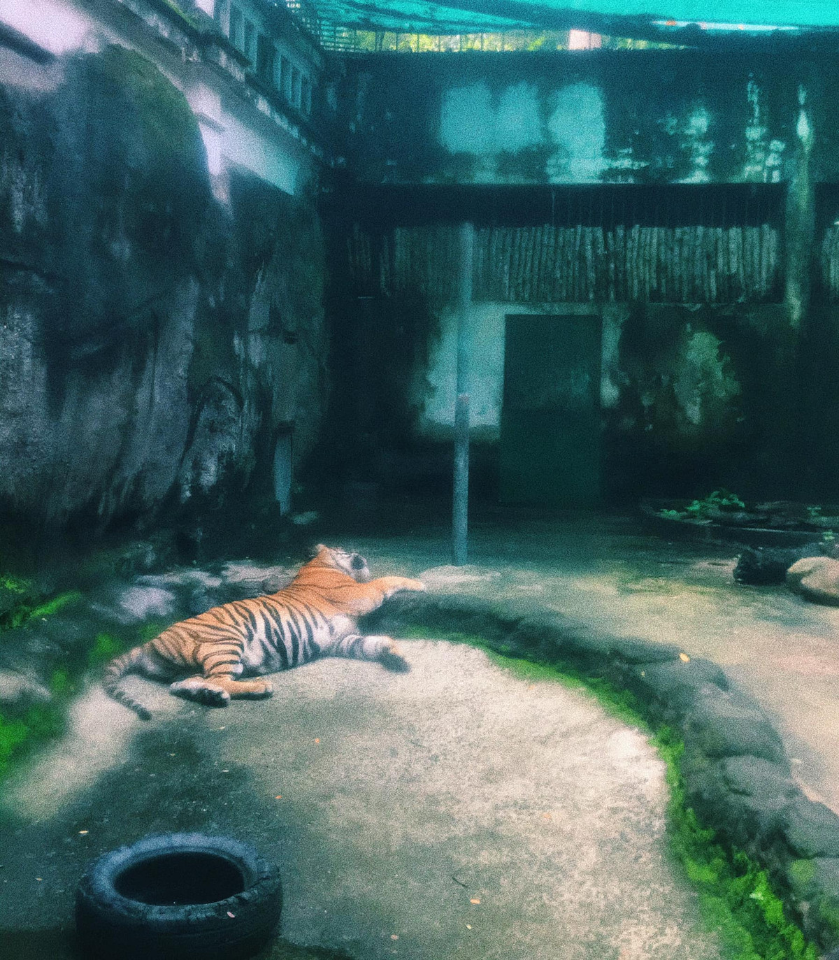 Những hình ảnh về các loài vật ở Thảo cầm viên được đăng tải và lan truyền trên mạng đã thu hút nhiều du khách đến tham quan hơn.