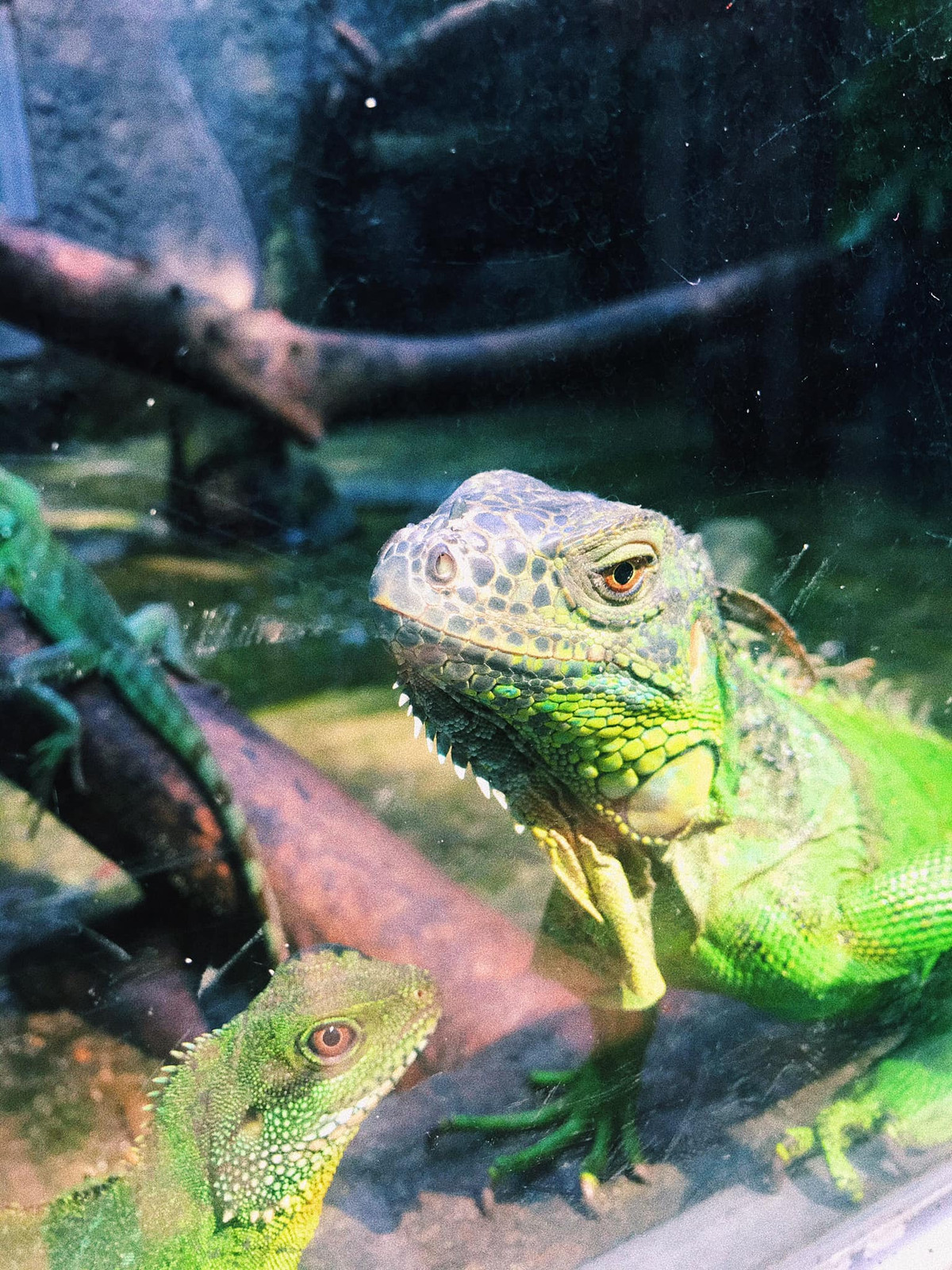 Gương mặt vô cảm nhưng cũng rất đáng yêu.